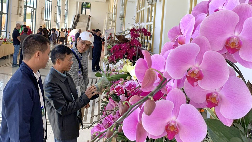 Sản phẩm hoa lan hồ điệp chất lượng cao trưng bày tại Tọa đàm