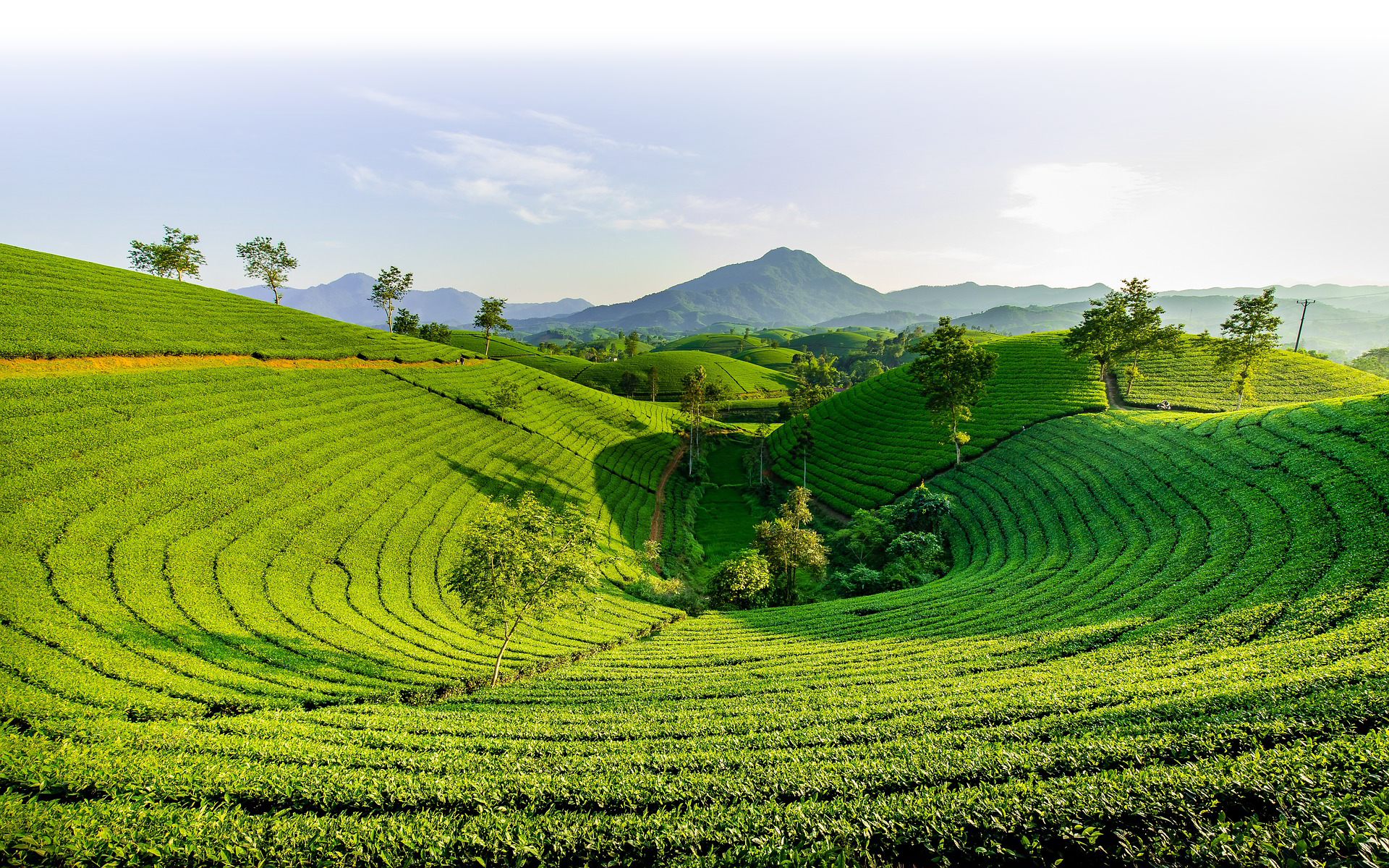 Vị thế chè Việt Nam