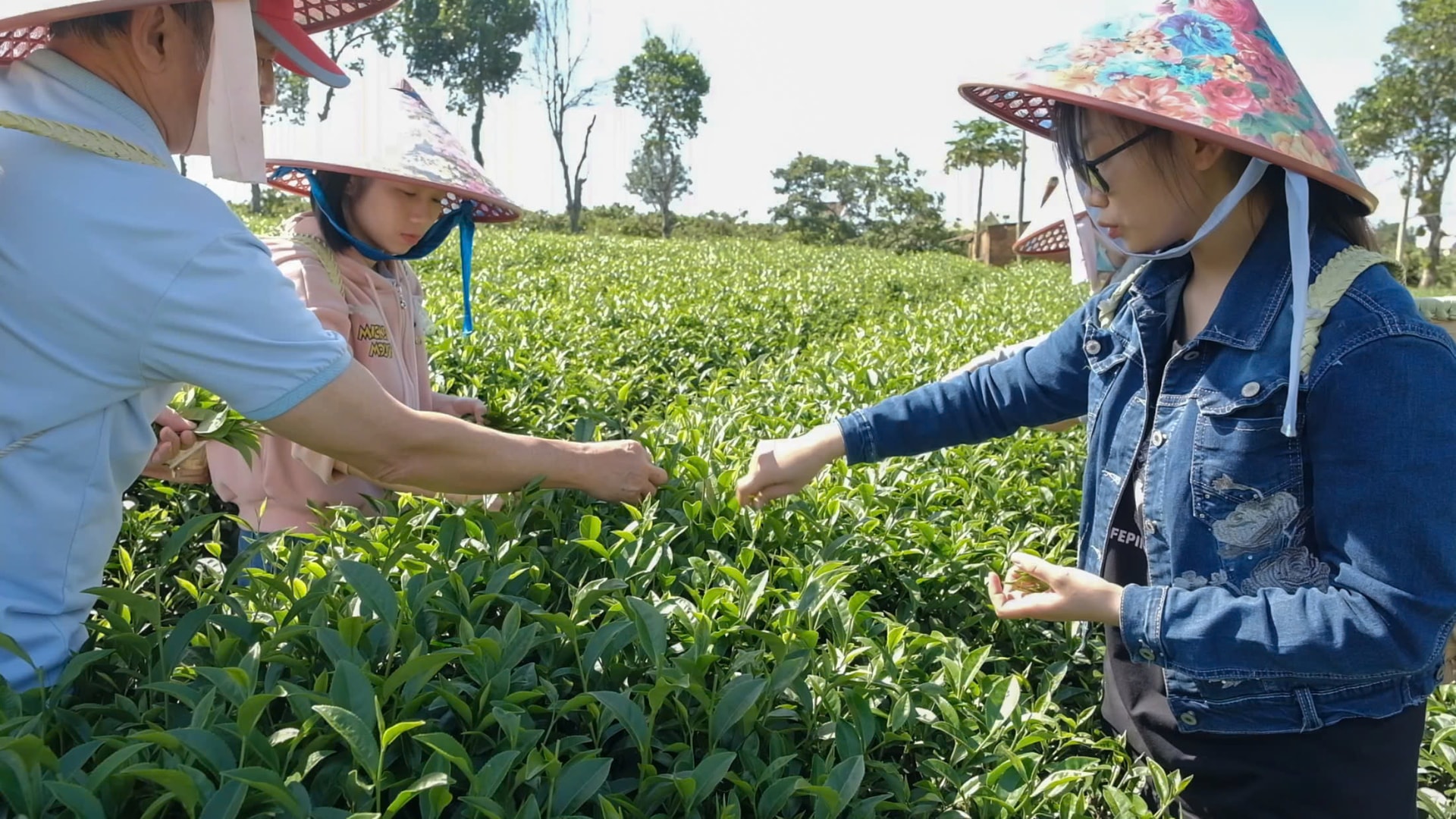 Đồi chè chất lượng cao